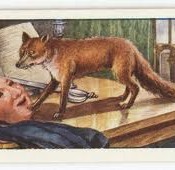 foxandthemask